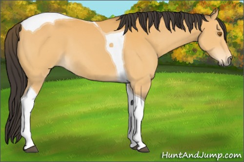 Horse Color:Buckskin Tobiano 