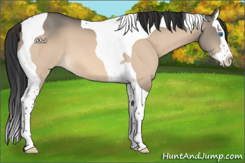Horse Color:Brown Dun Splash Tobiano 