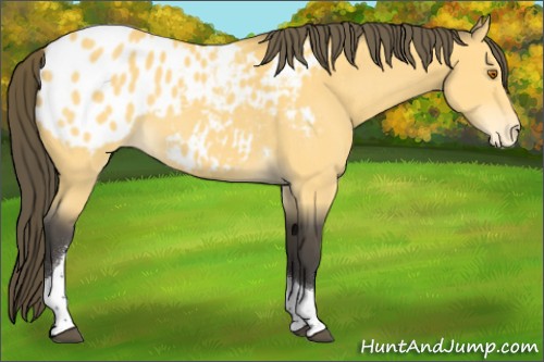 Horse Color:Buckskin Tobiano Appaloosa 