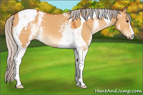 Horse Color:White Spotted Silver Buckskin Dun Tobiano 