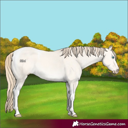 Horse Color:Perlino Dun Tobiano 