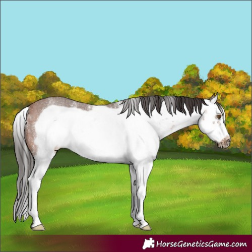 Horse Color:White Spotted Bay Splash Frame Rabicano 
