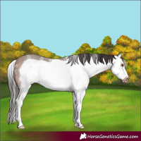 Horse Color:White Spotted Bay Splash Frame Rabicano 