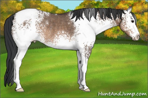 Horse Color:White Spotted Brown Dun Tobiano Rabicano