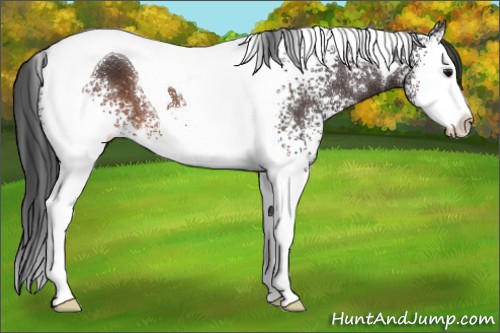 Horse Color:White Spotted Brown Splash Tobiano