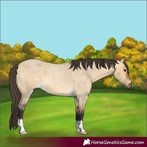 Horse Color:Buckskin Roan Dun 