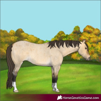 Horse Color:Buckskin Roan Dun 