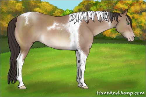 Horse Color:Sable Champagne Tobiano