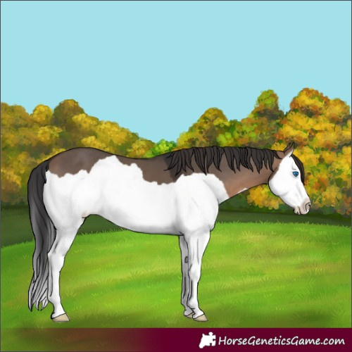 Horse Color:Brown Dun Splash 