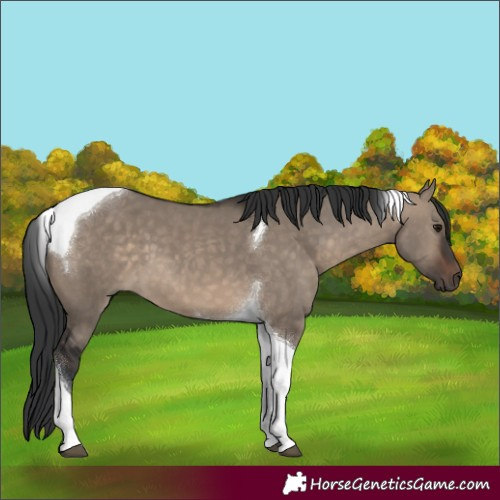 Horse Color:Brown Dun Tobiano 