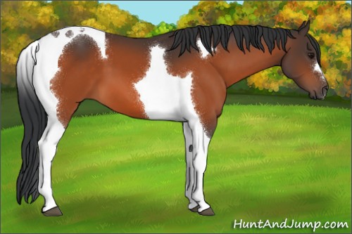 Horse Color:Bay Tobiano 