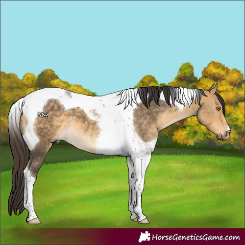 Horse Color:Buckskin Dun Tobiano 