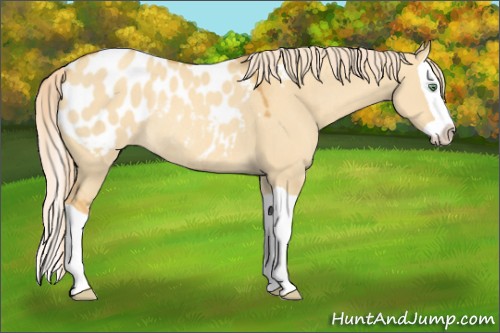 Horse Color:Gold Cream Champagne Dun Splash Appaloosa Rabicano