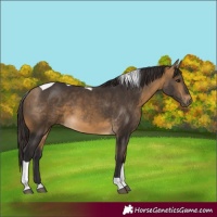 Horse Color:Buckskin Tobiano