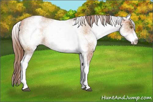 Horse Color:White Spotted Bay Pearl Sabino Appaloosa Rabicano 