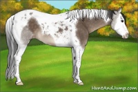 Horse Color:Brown Dun Splash Tobiano Appaloosa 