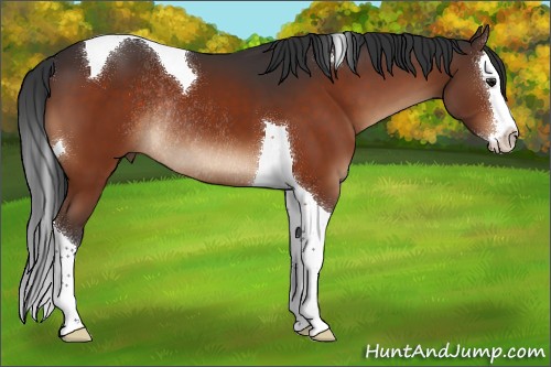 Horse Color:Brown Splash Tobiano Rabicano