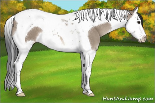 Horse Color:Brown Dun Splash Tobiano 
