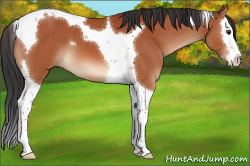 Horse Color:Brown Splash Tobiano