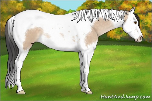 Horse Color:Bay Dun Splash Tobiano