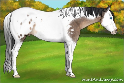 Horse Color:Brown Dun Splash Tobiano Appaloosa 