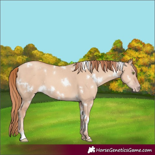 Horse Color:White Spotted Gold Champagne Dun