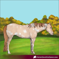 Horse Color:White Spotted Gold Champagne Dun 