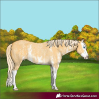 Horse Color:Palomino Dun Sabino Splash 