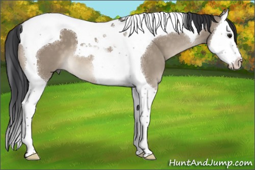 Horse Color:Brown Dun Splash Tobiano 