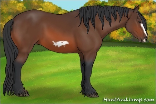 Horse Color:Bay Frame 