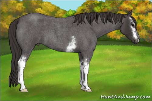 Horse Color:White Spotted Smoky Blue Roan 