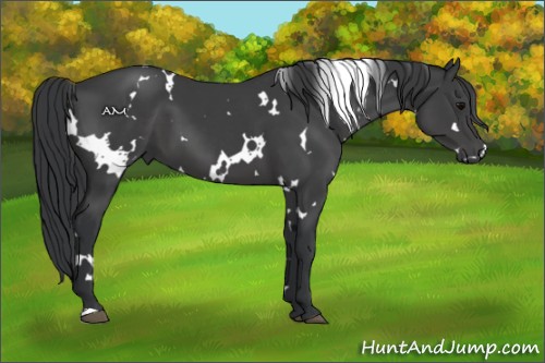 Horse Color:White Spotted Black 