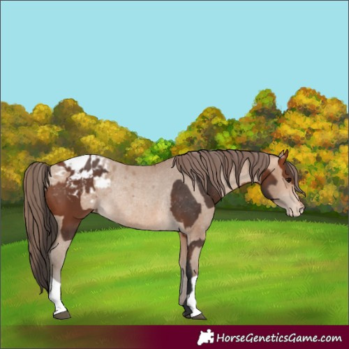 Horse Color:Bay Appaloosa Rabicano  and Amber Champagne Appaloosa Rabicano 