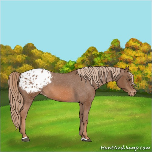 Horse Color:Chestnut Appaloosa 