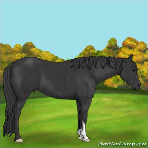 Horse Color:Black 
