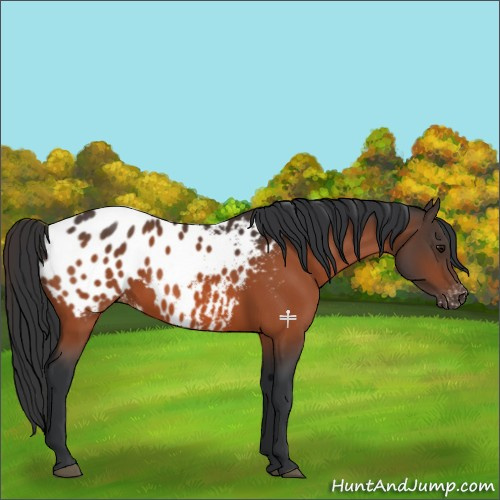 Horse Color:Bay Appaloosa 
