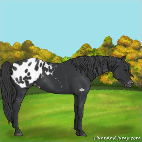 Horse Color:Black Appaloosa 
