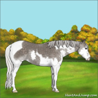 Horse Color:Platinum Silver Black Splash Tobiano 