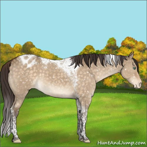 Horse Color:Buckskin Dun Mushroom Tobiano Appaloosa 