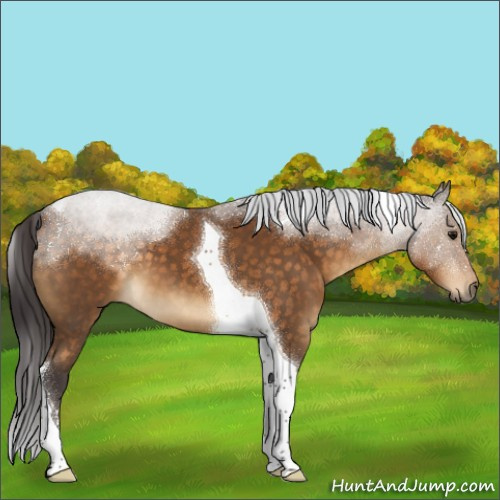 Horse Color:Buckskin Sabino Tobiano