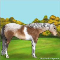Horse Color:Buckskin Sabino Tobiano 