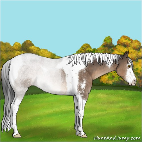 Horse Color:Brown Dun Sabino Tobiano Appaloosa 