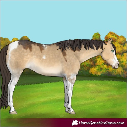 Horse Color:Buckskin Dun Sabino Tobiano