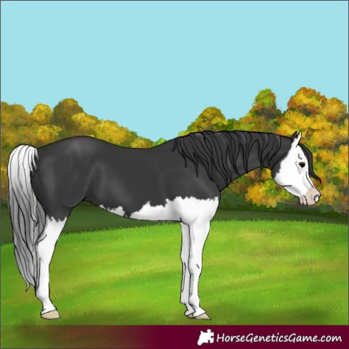 Horse Color:Black Splash 