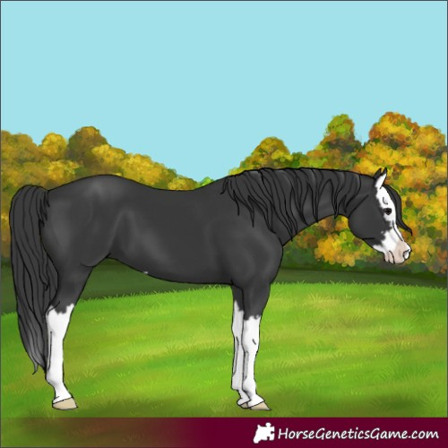 Horse Color:Black Splash