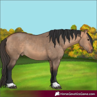 Horse Color:Bay Dun Rabicano 