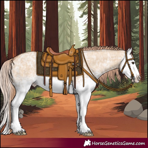 Horse Color:White Spotted Red Dun Ice Splash 