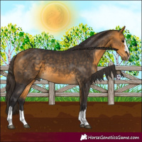 Horse Color:Buckskin 