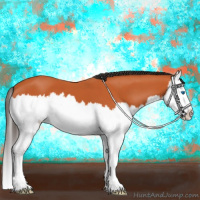 Horse Color:Bay Splash 