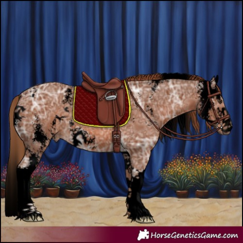 Horse Color:Void Chestnut Ice Sabino Splash 